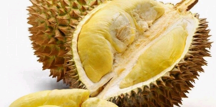 750xauto durian durian unik dari tanah borneo