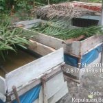 Penyuluh Perikanan PNS & PPB Badau Tinjau Tiga Desa Pembibitan Ikan Lele