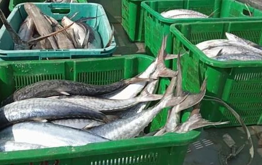 IMG-20191109-WA0003 IMG 20191109 WA0003