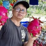 Belitung Punya Buah Naga Susu, Diminum Baik Bagi Kesehatan