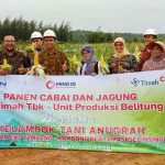 Panen Cabai-Jagung PT.Timah Unit Produksi Belitung & Kelompok Tani Anugrah
