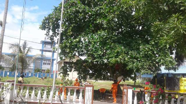 Satgas DLH Pangkas Pohon Di Pinggir Jalan (Depan Dinas Perikanan Belitung) 2 IMG 20200224 WA0004 1