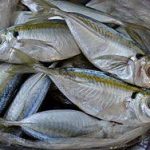 Ikan Selar Kuning Ada Di Belitung, Risetnya Buat Kesehatan Jantung &  Otak