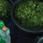 Jalankan Prokol Kesehatan/Hormati Adat,Selamatan Kampong/Laut Di Batu Itam