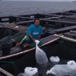 Penyuluh Perikanan Dampingi Nelayan Petaling Tebarkan Benih Ikan Kerapu