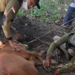 DPD PKS Belitung Bagikan Hewan Kurban Ke Warga Seputaran Tanjungpandan