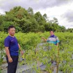 Nikmati Agrowisata Kebun ‘Cabe’ Di Kawasan Desa Cerucuk