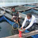 Penyuluh Perikanan Tinjau Ikan Kerapu Siap Panen Sekitar 1500 ekor