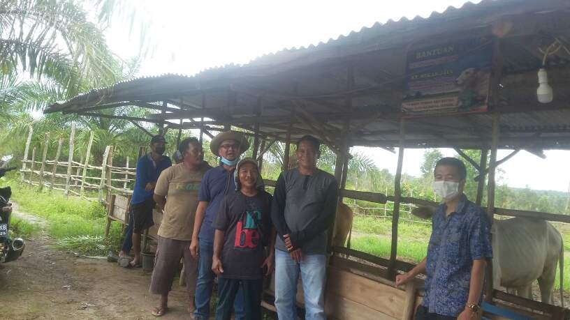 Terkait Bantuan Ternak, Dua Anggota DPRD Babel Tinjau KT Mekar Jaya 2 20201202 104607