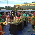 Nanas Badau Terdaftar Varietas Lokal di PVTPP