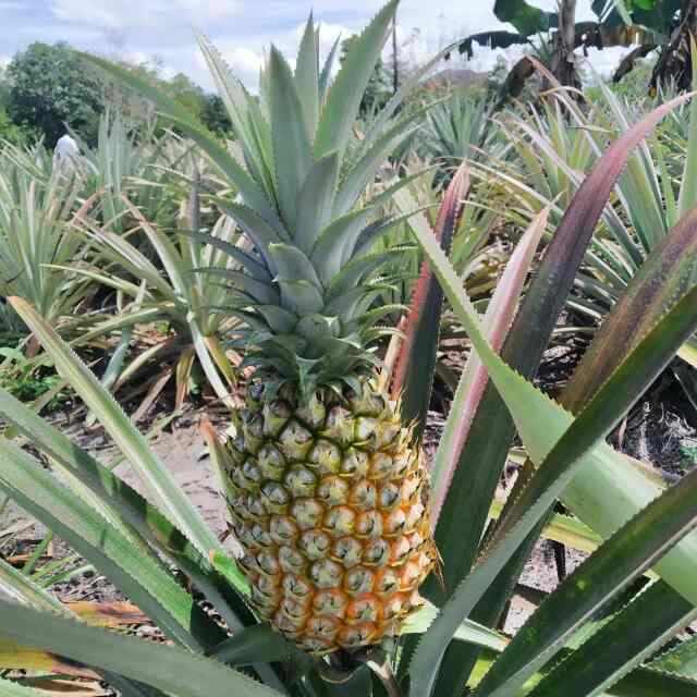 Nanas Badau Terdaftar Varietas Lokal di PVTPP 2 IMG 20201229 WA0030