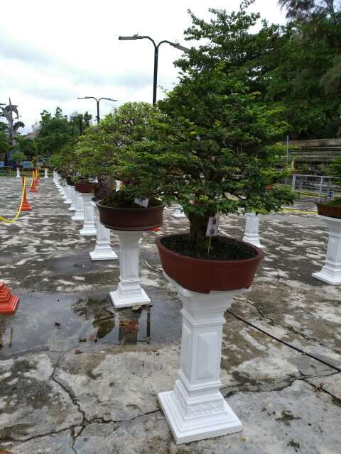 Bonsai Belitung Ikut Dipamerkan di Halaman Parkir Plaza Graha Mulia (GM) 2 IMG 20201231 WA0081