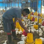 Dipicu Biaya Produksi Tinggi, Harga Ayam Naik