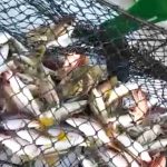 Catat buat Nelayan Belitung, Bubu Lipat Ikan Ternyata Raih Tangkapan Ikan Memuaskan