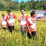 Panen 23,25 ton Padi Ramah Lingkungan Hasil Pelaksanaan Program Aksi Tali Intan