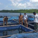 Kurang Lebih 1 Ton Ikan Kerapu Cantik Bakal Dipanen di Perairan Suak Kemang Desa Petaling Kecamatan Selat Nasik