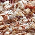 Harga Daging Rajungan Besar maupun Kecil Kini Mulai Lumayan Naik.