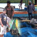 1 Ton Lebih Ikan Kerapu Cantik Dipanen dari Keramba Milik Usaha Koperasi Karang Petaling Sudah Dilempar ke Pasar Ekspor