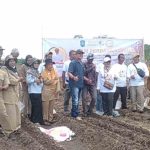 Sorghum, Alternatif Penganti Beras Kini Mulai Dijajaki Ditanam di Pulau Belitung