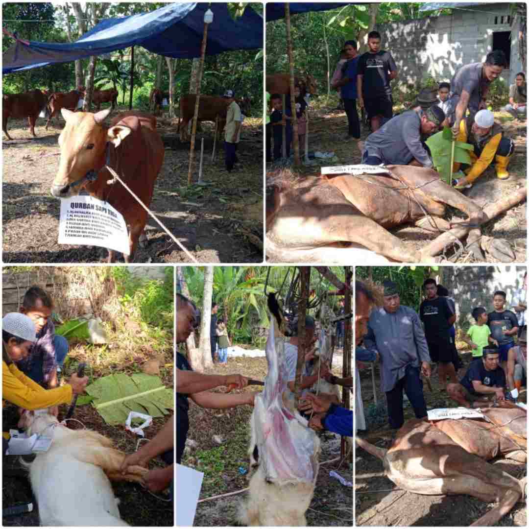 Idul Adha 1444 H Tahun ini, Masjid Nurul Hidayah Air Ketekok Kec. Tanjungpandan Kabupaten Belitung Potong 6 Ekor Sapi dan 7 Ekor Kambing 2 IMG_20230629_094202