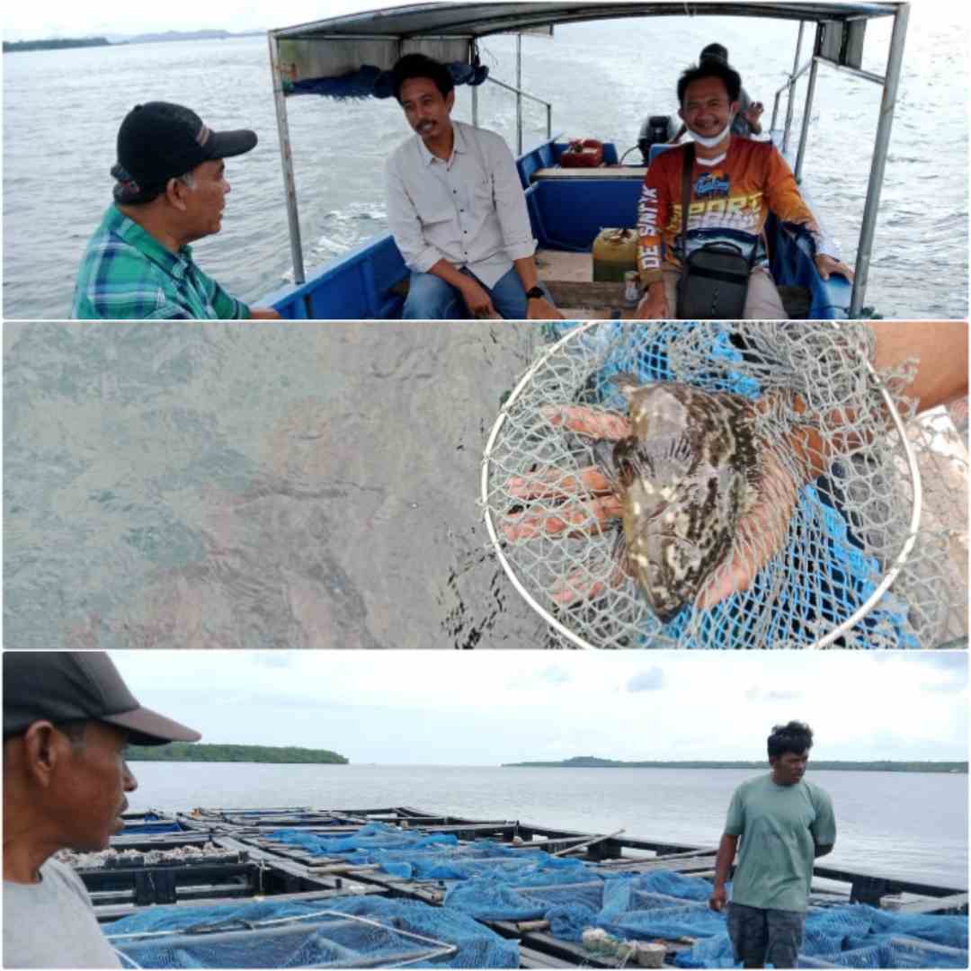Dinas Kelautan dan Perikanan Bangka Belitung Giat Lakukan Pembinaan Usaha Budidaya Ikan di Perairan Sebangkok 2 IMG 20231208 202609