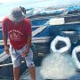 Koperasi Karang Petaling Tebar 6000 Benih Ikan Kerapu di Sebangkok