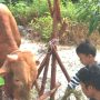 Mengungkap 3 Makna Mendalam dalam Ibadah Kurban