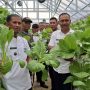 Panen Perdana Sawi Hidroponik Di Desa Selinsing, KWT Dorong Ketahanan Pangan