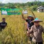 PANEN RAYA DI BELTIM: SIMBOL SINERGI UNTUK KETAHANAN PANGAN