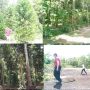 Membidik Kawasan Wisata Agroforestry Lempak Raje: Wisata Hijau yang tersembunyi di Kecamatan Sijuk