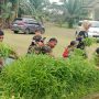 Danramil 414-05/Kelapa Kampit Bersama Anggota dan Keluarga Panen Sayur di Halaman Makoramil Desa Mentawak