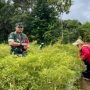 Babinsa Desa Balok Serka Suherman Kosmos Bersama Warga Binaan Ibu Haryati, Pemilik Kebun Cabe di Dusun Aik Nangka