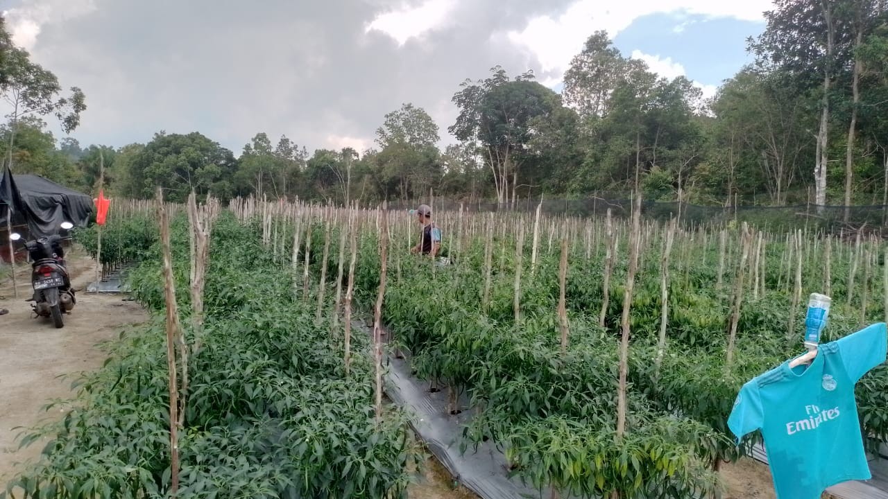 Komsos Bersama Warga Binaanya, Babinsa Desa Dendang Serka Suherman Ajak Warga Manfaatkan Lahan untuk Tanaman Produktif 2 AddText 11 01 03.26.44