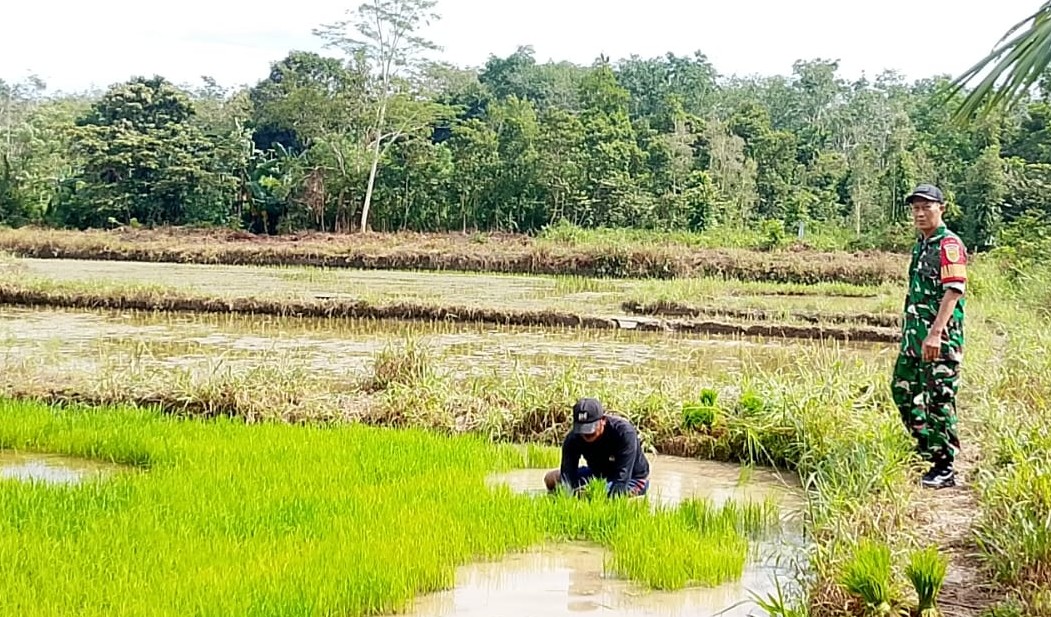 Lakukan Monitoring dan Pendampingan, Babinsa Serda Afrizal Kurniawan Kunjungi Petani Desa Air Kelik Tanam Padi Sawah 2 AddText 11 13 03.44.13
