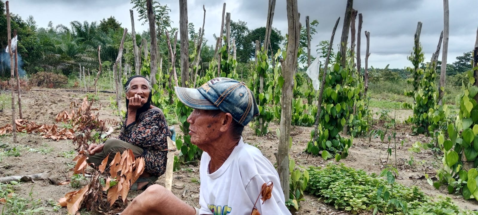 Babinsa Desa Cendil Sertu I Kadek Edi Putra Laksanakan Monitoring Wilayah dan Komsos Bersama Petani Sahang 2 IMG 20251123 WA0187