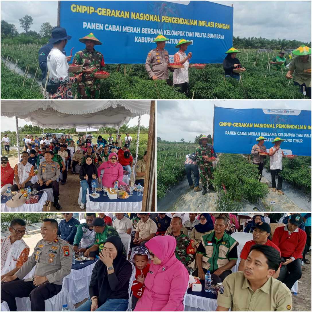 Mewakili Danramil 414-03/Gantung, Babinsa Sertu Suprapto Hadiri Kegiatan panen cabai merah Di Desa Balok 8 InCollage 20251114 160703821