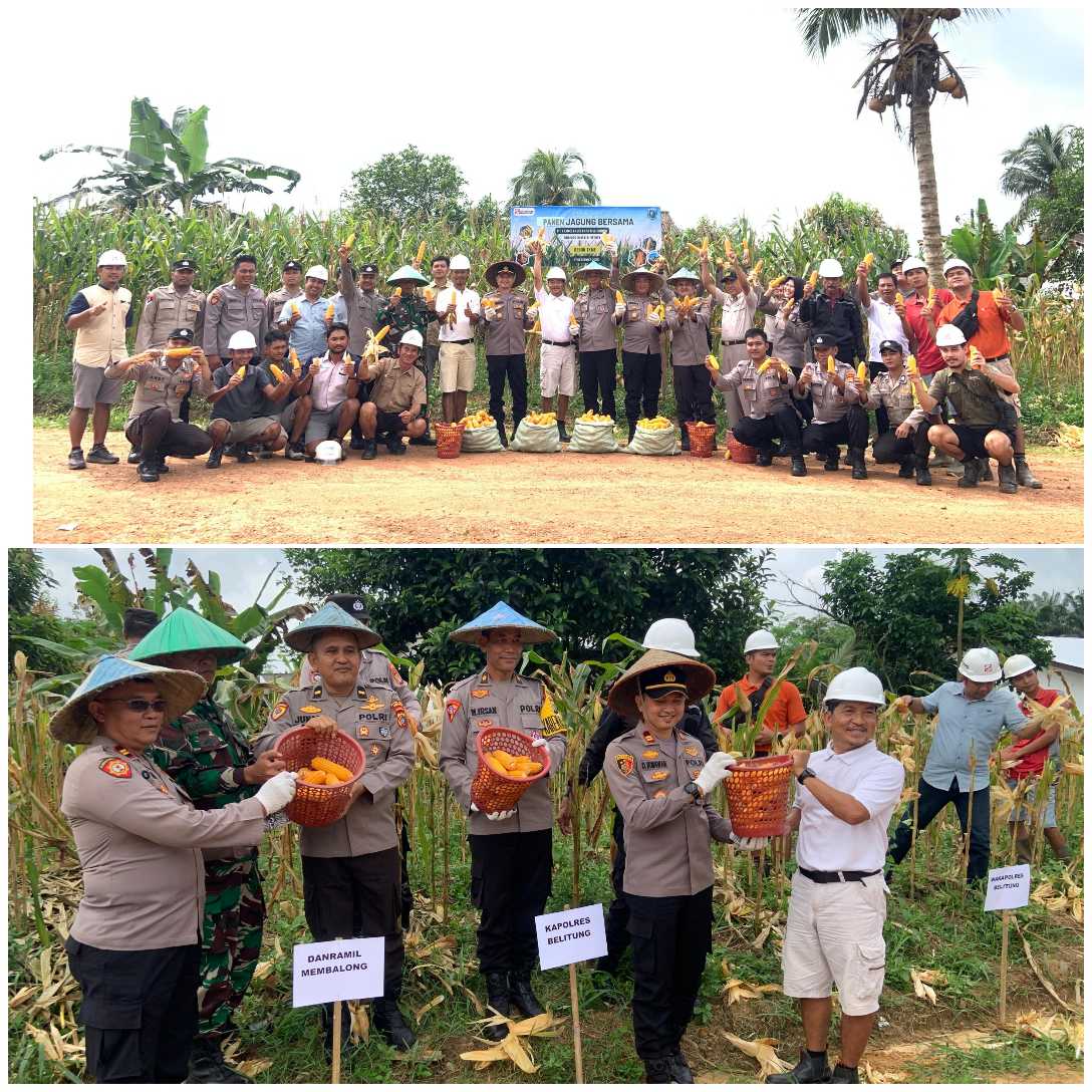 Anggota Koramil 414-04/Membalong Sertu Ahmad Redi Mewakili Danramil 04/Membalong Hadiri Panen Jagung Swasembada di Desa Kembiri 2 GridArt 20251227 132954024