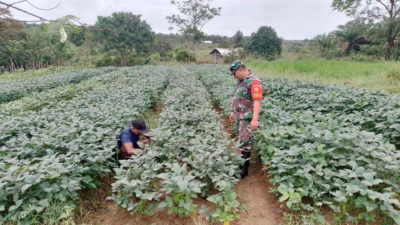 Babinsa Desa Dendang Serka Suherman Laksanakan Komsos, Dorong Warga Manfaatkan Lahan Tidur 2 AddText 01 16 04.53.50