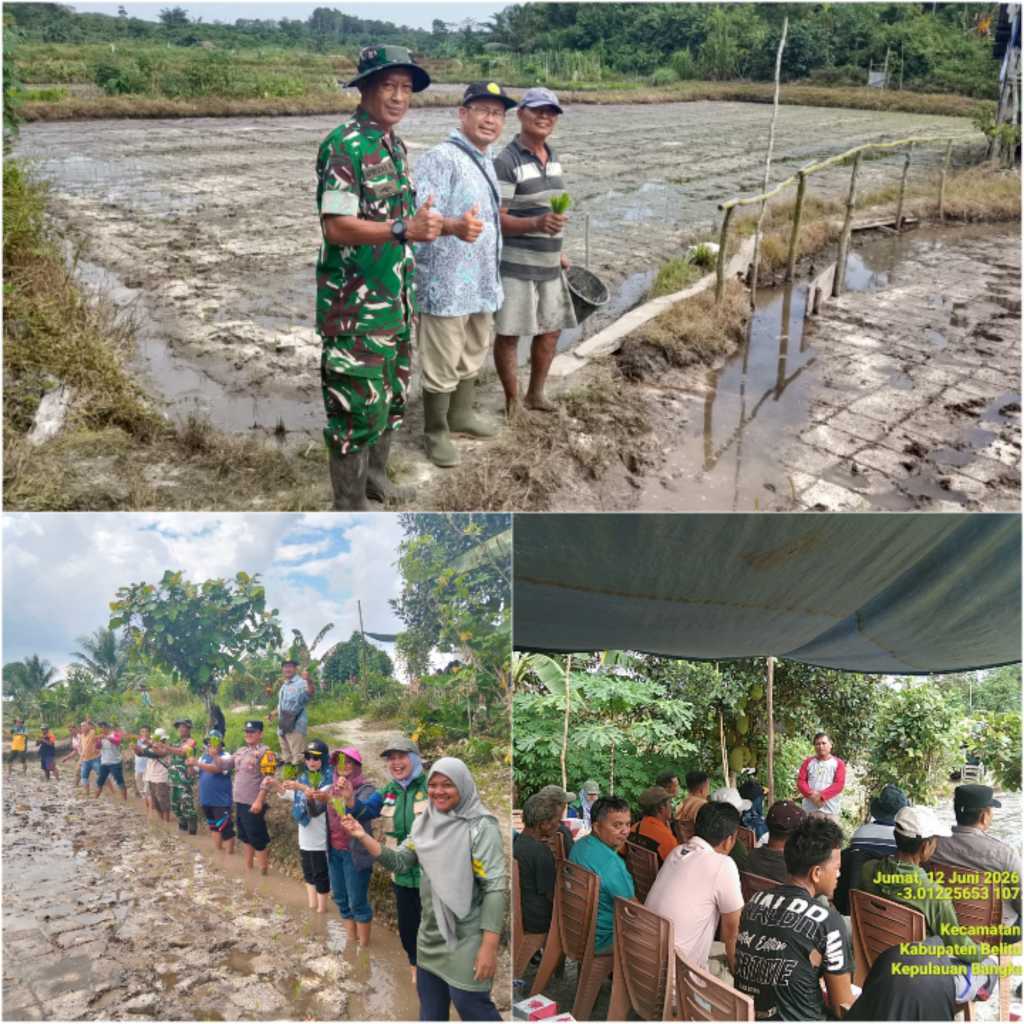 Tanam Padi Serentak di Balok, Koramil 03/Gantung Dukung Ketahanan Pangan 2 IMG 20260612 130551