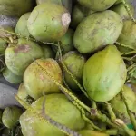 Nikmati Air Kelapa Eksklusif di Pulau Lengkuas: Varietas ini Jadi Komoditas Perekonomian Belitung