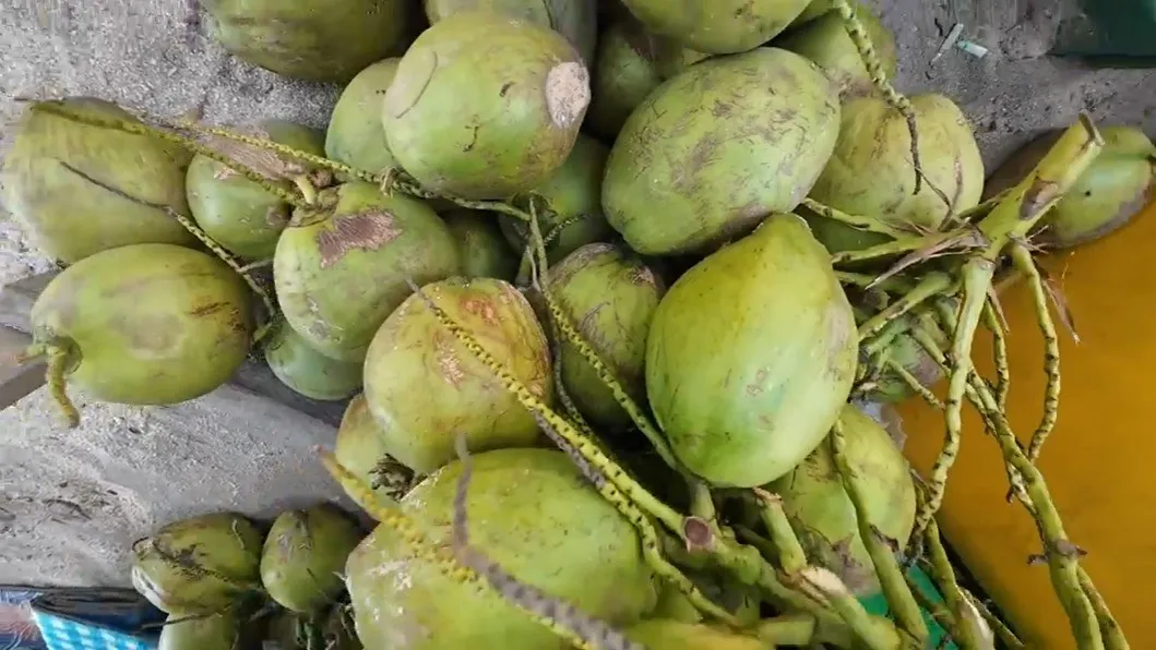Nikmati Air Kelapa Eksklusif di Pulau Lengkuas: Varietas ini Jadi Komoditas Perekonomian Belitung 7 Nikmati Air Kelapa Eksklusif di Pulau Lengkuas: Varietas ini Jadi Komoditas Perekonomian Belitung