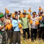 Serka Andri W Hadiri Panen Jagung Bersama Kelompok Tani Bina Tani di Desa Gantung