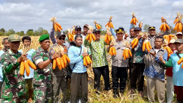 Serka Andri W Hadiri Panen Jagung Bersama Kelompok Tani Bina Tani di Desa Gantung