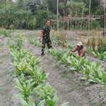 Hadapi Musim Kemarau, Babinsa Menkubang Beri Semangat dan Dukungan ke Petani Sayur