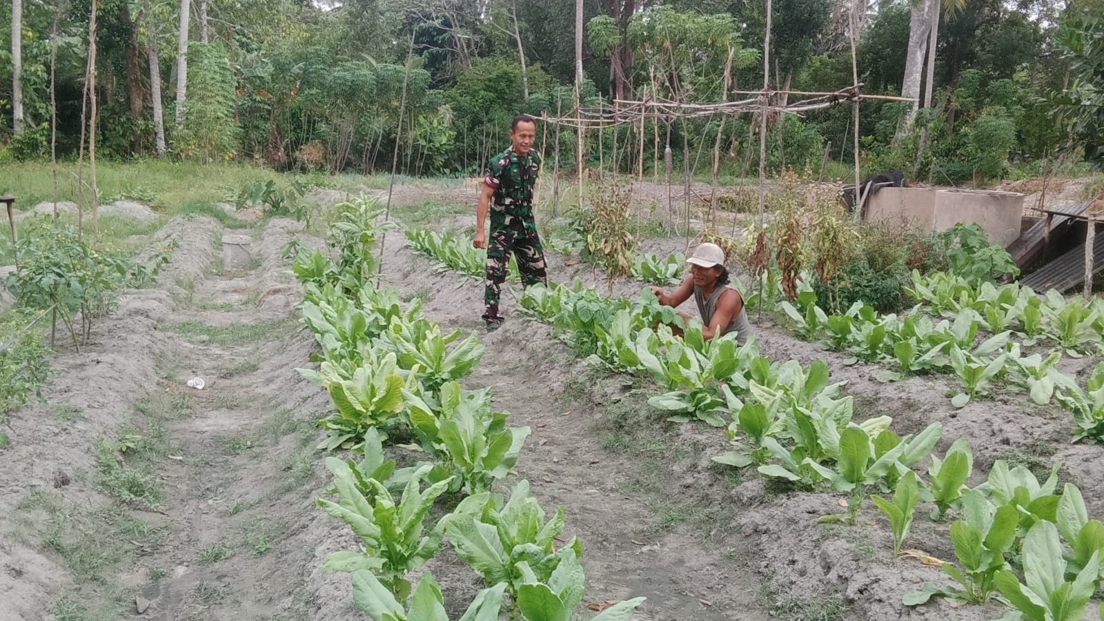 Hadapi Musim Kemarau, Babinsa Menkubang Beri Semangat dan Dukungan ke Petani Sayur