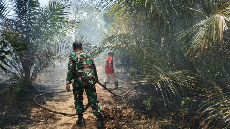 Kebakaran Lahan Sawit di Desa Mayang Berhasil Dipadamkan, Sekitar 1 Hektare Terbakar
