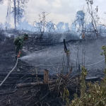 Kebakaran Lahan Kosong Seluas 3 Hektare di Air Merbau Belitung Berhasil Dipadamkan